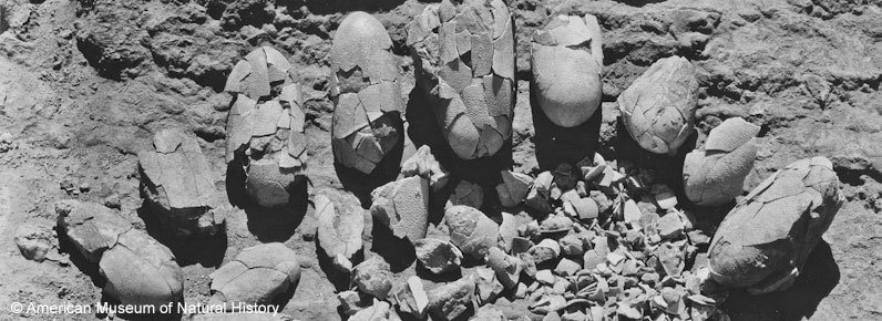 Dinosaur Eggs | Roy Chapman Andrews - Gobi Expedition, James B. Shackelford, AMNH